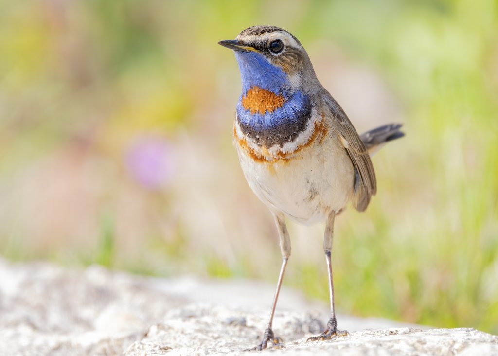 Bluethroat RED SPOTTED