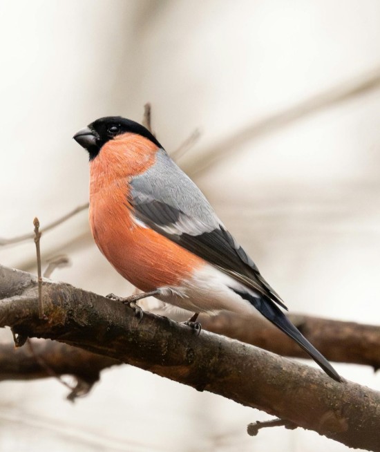 Bullfinch