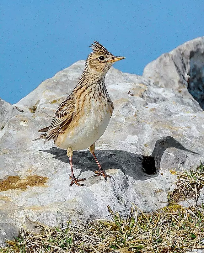 Crested Lark (galerida cristata)