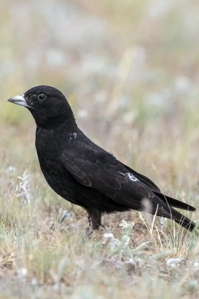 Black Lark 2