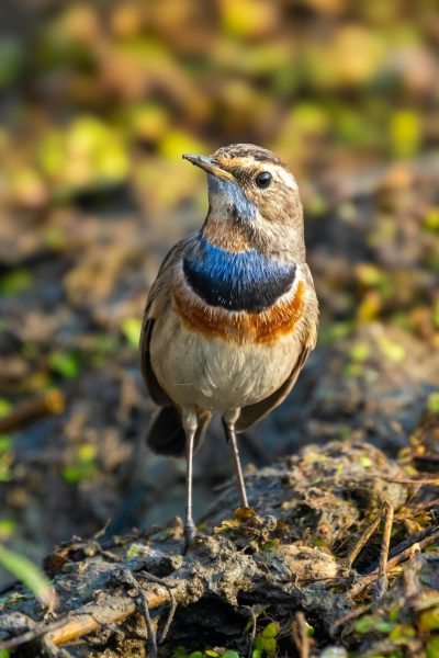 Bluethroat Luscinia svecica Sikatan Londo