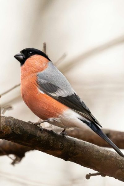Bullfinch