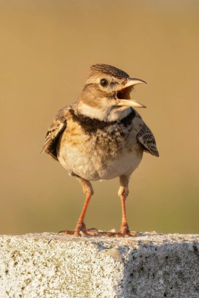 Calandra Lark - Melanocorypha calandra