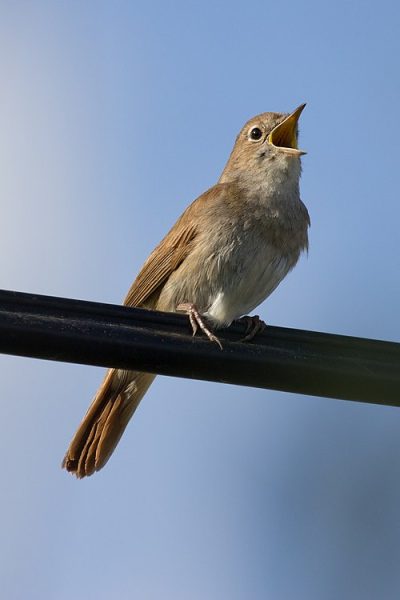 Common Nightingale Luscinia_megarhynchos