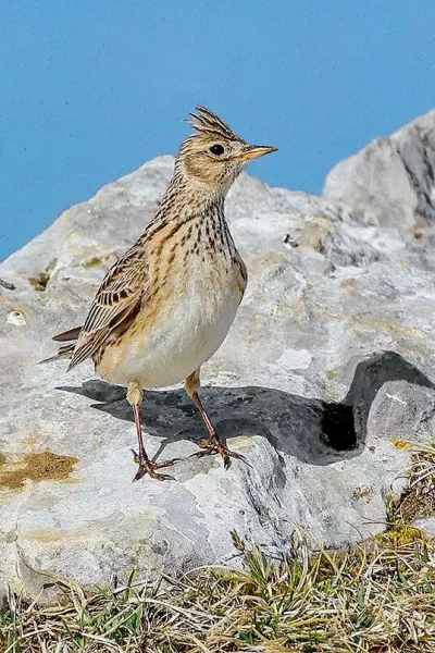 Crested Lark (galerida cristata)