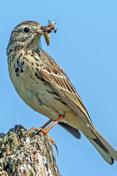 Eurasian Skylark Sanma (Alauda Arvensis)