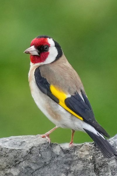 European_goldfinch