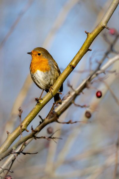 Robin
