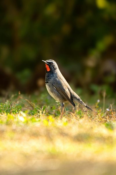 Siberian Rubythroat Sikatan Londo