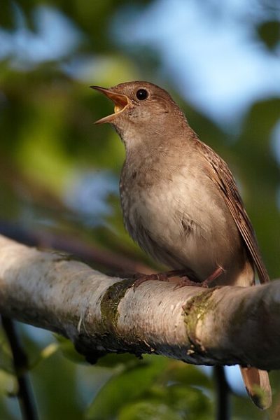 Thrush Nightingale Luscinia Luscinia